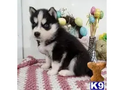 Siberian Husky