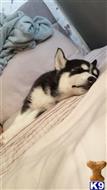 Siberian Husky
