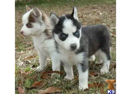 Siberian Husky