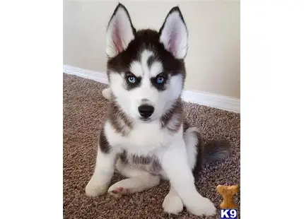 Siberian Husky