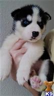 siberian husky puppy posted by albertosantino161