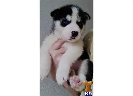 Siberian Husky