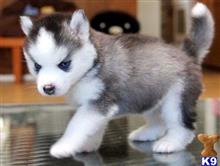 Elegant Siberian Husky Puppies for sale....6309340596 available Siberian Husky puppy located in YANKTON