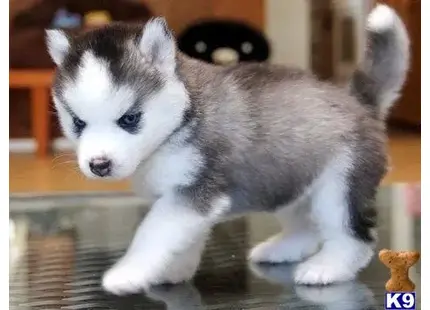 Siberian Husky