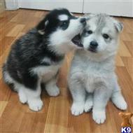 Emotional Siberian Husky Puppies for sale available Siberian Husky puppy located in YANKTON