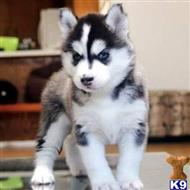 Enchanting Siberian Husky Puppies for sale available Siberian Husky puppy located in YANKTON