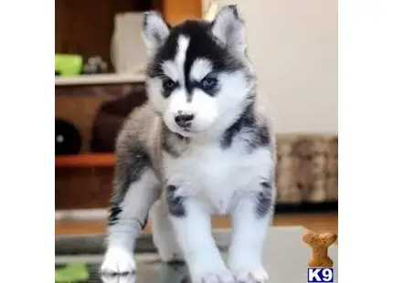 Siberian Husky