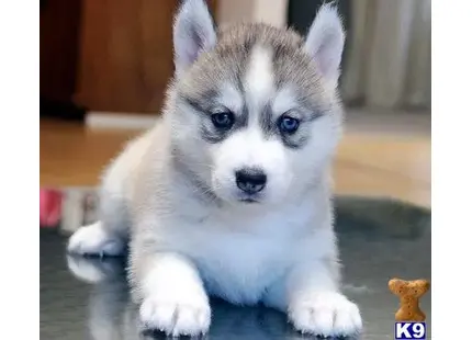 Siberian Husky