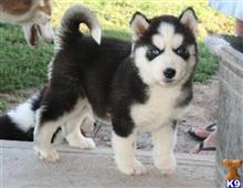 Siberian Husky