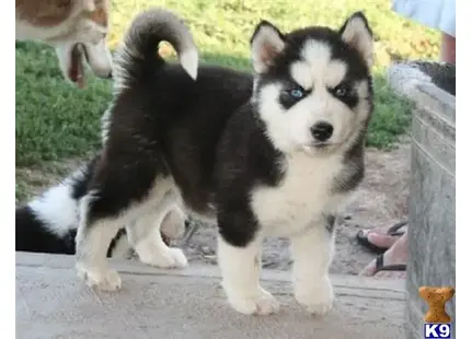 Siberian Husky