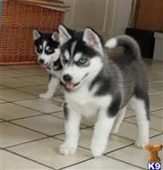 Fabulous Siberian Husky Puppies for sale....6309340596 available Siberian Husky puppy located in YANKTON