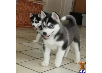 Siberian Husky