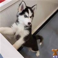 Exuberant Siberian Husky Puppies for sale.....6309340596 available Siberian Husky puppy located in YANKTON