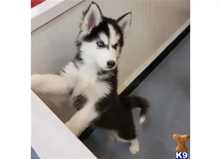 Siberian Husky