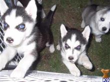Exemplary Siberian Husky Puppies for sale.....6309340596 available Siberian Husky puppy located in YANKTON