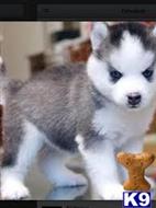 Exciting Siberian Husky Puppies for sale.....6309340596  available Siberian Husky puppy located in YANKTON