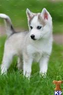 Equable Siberian Husky Puppies for sale.....6309340596 available Siberian Husky puppy located in YANKTON