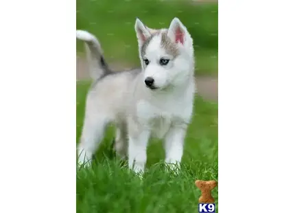 Siberian Husky