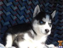 Evanescent Siberian Husky Puppies for sale available Siberian Husky puppy located in YANKTON
