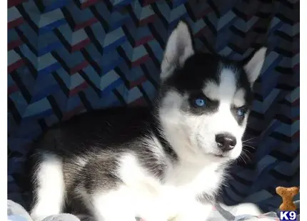 Siberian Husky