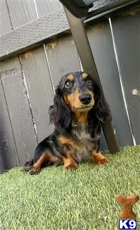 Dachshund stud dog