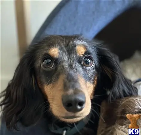 Dachshund stud dog