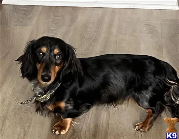 Dachshund stud dog