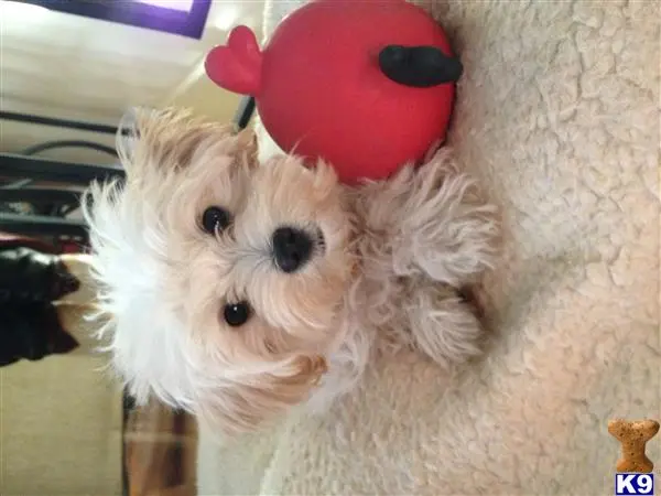 Maltipoo stud dog