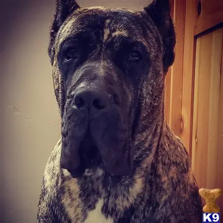 Presa Canario stud dog