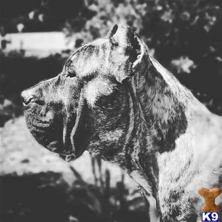 Presa Canario stud dog