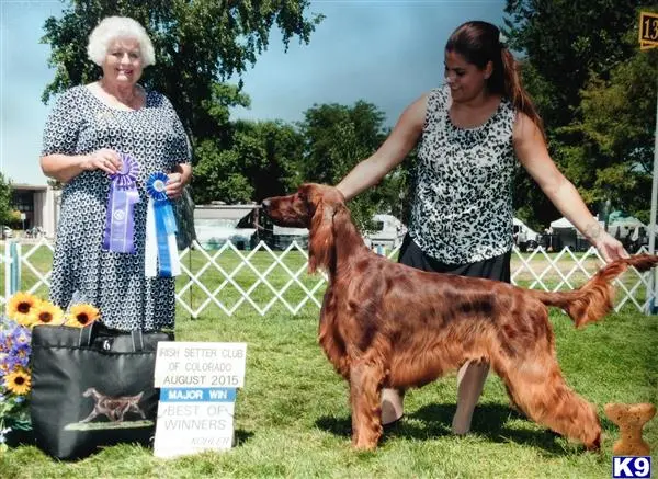 Irish Setter puppy for sale