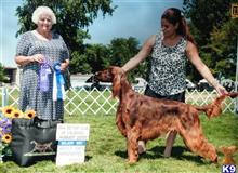 irish setter puppy posted by alclymer