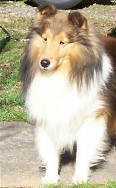 sheltie puppies for sale in tn shetland sheepdog puppy for sale sheltie puppies for sale 10 years sheltie puppies for sale in tn shetland sheepdog puppy for sale sheltie puppies for sale 10 years