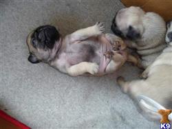 pug puppy posted by aleinefay