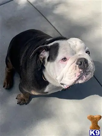 English Bulldog stud dog: a english bulldog dog looking up