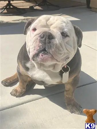 English Bulldog stud dog: a english bulldog dog sitting on the floor