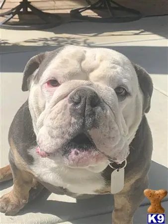 English Bulldog stud dog: a english bulldog dog with its tongue out