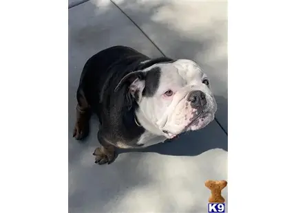 English Bulldog stud dog: a english bulldog dog looking up