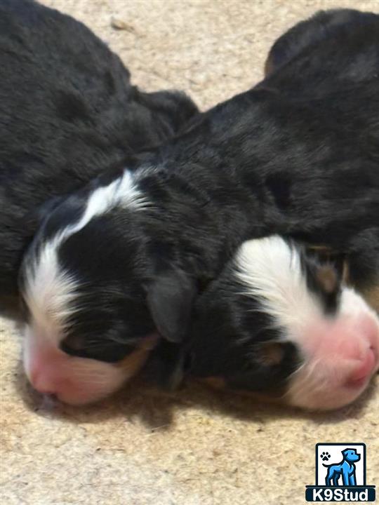 a black and white pig