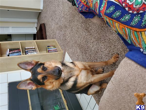 a german shepherd dog lying on the floor