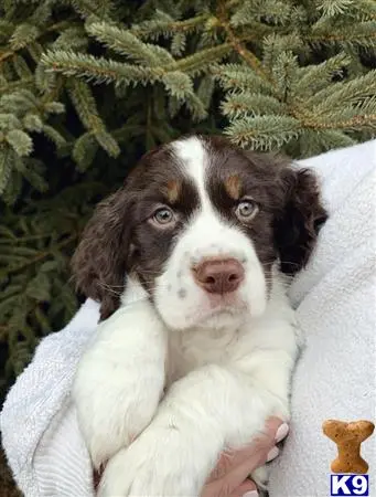 English Springer Spaniel stud dog: a english springer spaniel dog with a persons hand on its chest