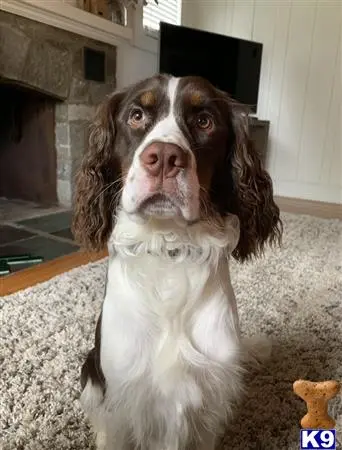 English Springer Spaniel stud dog: a english springer spaniel dog sitting on a carpet