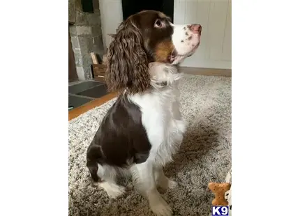 English Springer Spaniel stud dog: a english springer spaniel dog and a cat
