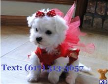 Maltese
