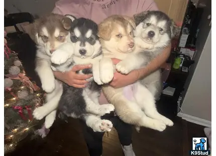 a group of mixed breed dogs