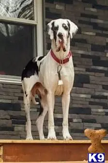 Great Dane