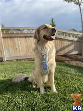 Golden Retriever