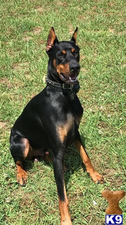 a doberman pinscher dog sitting on grass