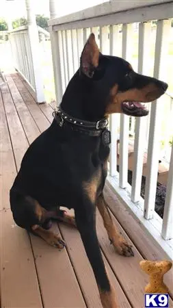 Doberman Pinscher stud dog