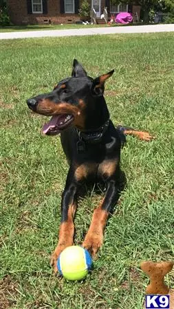 Doberman Pinscher stud dog